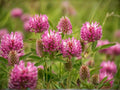 100 Red Clover Seeds Trifolium pratense Wildflower Pollinator Cottage Garden