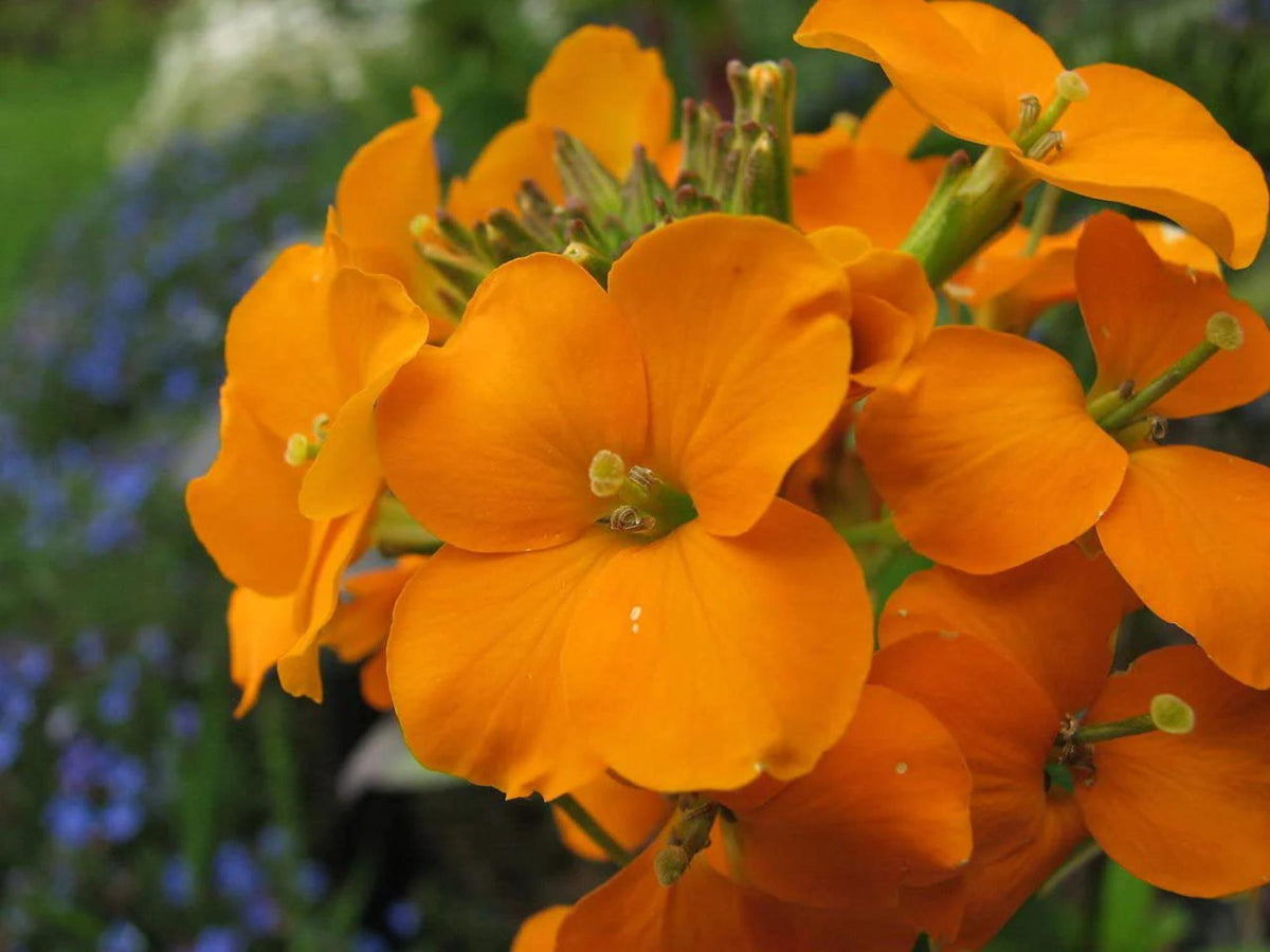 100 Seeds Siberian Wallflower Cheiranthus allionii Wildflower Pollinator Cottage Garden