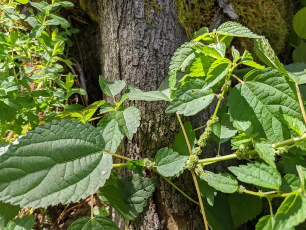 100 Smallspike False Nettle Seeds Boehmeria cylindrica Pollinator Garden Wildflower