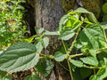 100 Smallspike False Nettle Seeds Boehmeria cylindrica Pollinator Garden Wildflower