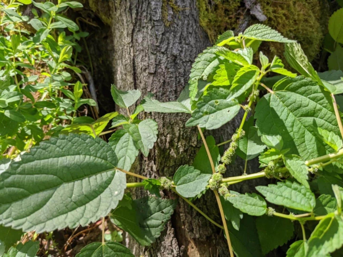 100 Smallspike False Nettle Seeds Boehmeria cylindrica Pollinator Garden Wildflower