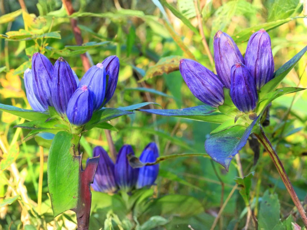 100 Seeds Bottle Gentian Gentiana andrewsii Wildflower Pollinator Cottage Garden
