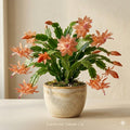 Butterfly Dusky Peach Christmas Cactus Starter Plant | Schlumbergera Truncata Holiday Cactus