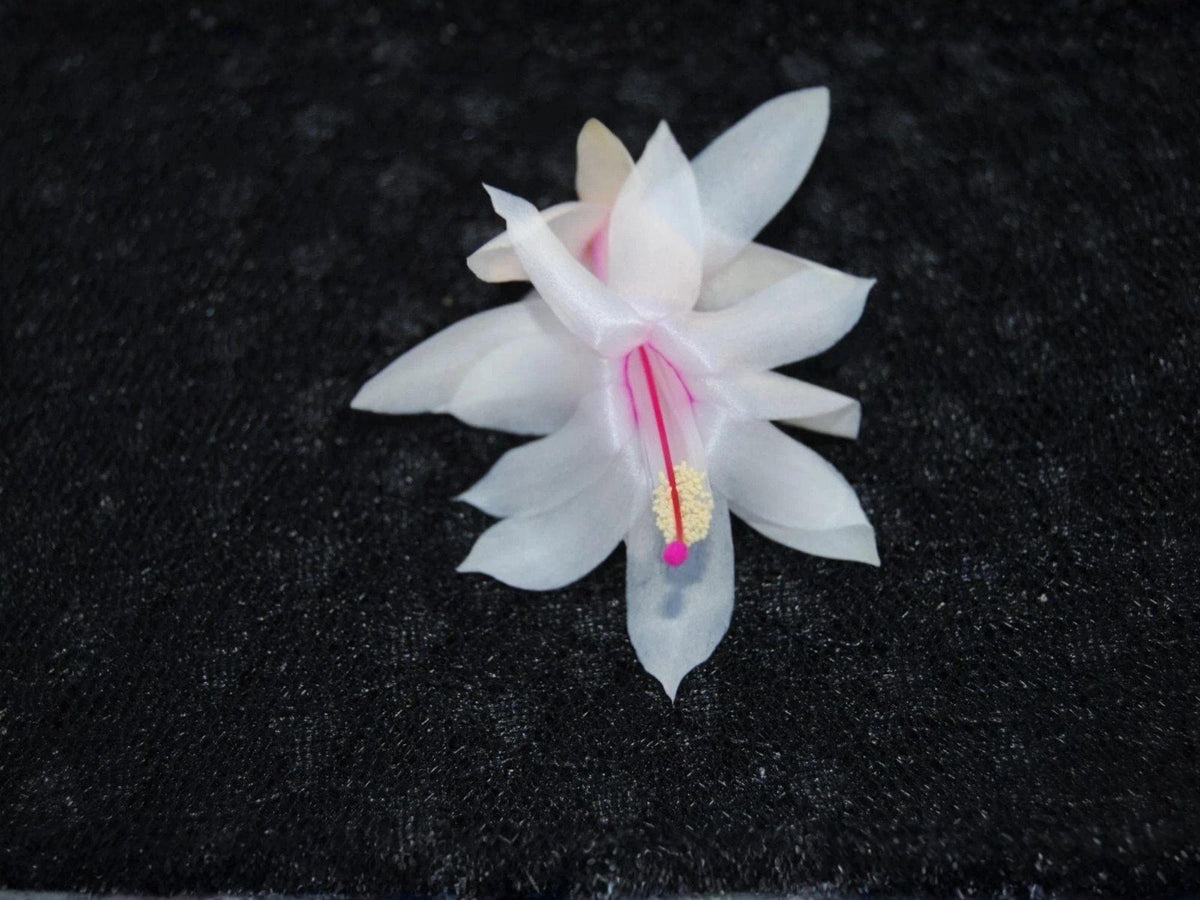 Snow Fire Christmas Cactus Starter Plant | Schlumbergera Truncata Holiday Cactus