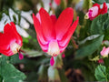 Fairy Tale Christmas Cactus Starter Plant | Schlumbergera Truncata Holiday Cactus