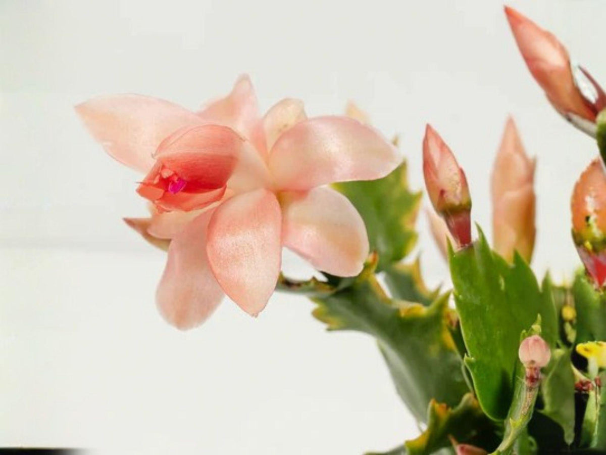 Nutbush City Limits Christmas Cactus Starter Plant | Schlumbergera Truncata Holiday Cactus