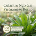 Culantro Seeds 100 Count – Ngo Gai Vietnamese Herb, Caribbean Coriander