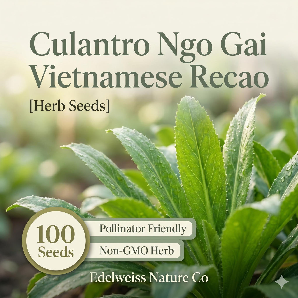 Culantro Seeds 100 Count – Ngo Gai Vietnamese Herb, Caribbean Coriander