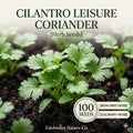 Leisure Cilantro Seeds 100 Count - Slow Bolt Heirloom Coriander Herb for Planting