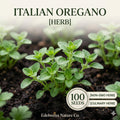 Italian Oregano Seeds – Heirloom Culinary Herb, 100 Seeds for Planting