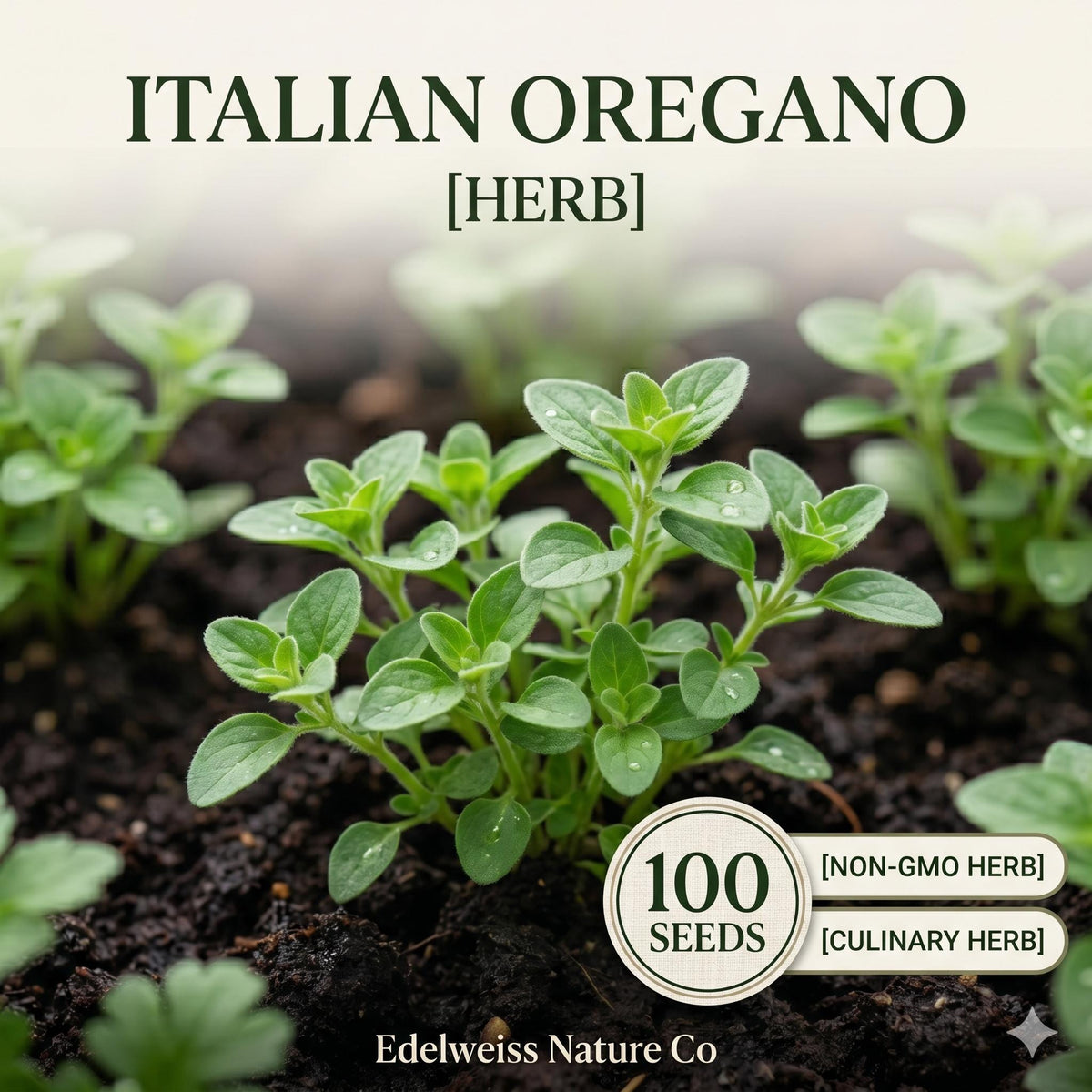 Italian Oregano Seeds – Heirloom Culinary Herb, 100 Seeds for Planting