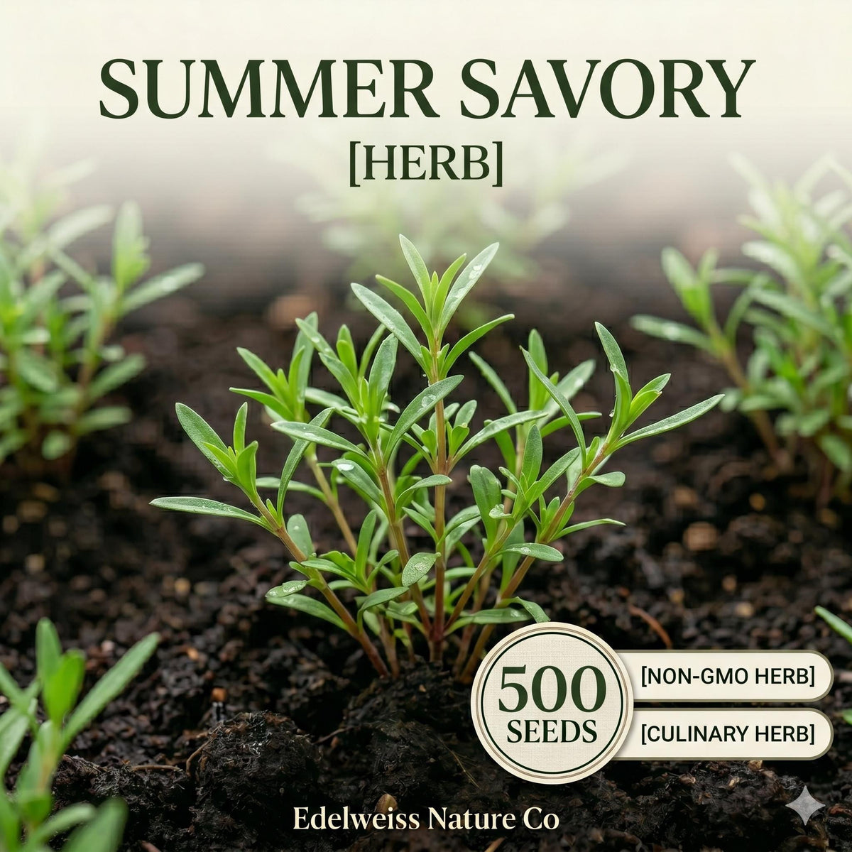 Summer Savory Seeds – 500 Heirloom Culinary Herb Garden Seeds