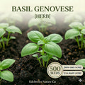 Genovese Basil Seeds - 500 Heirloom Italian Herb Seeds for Planting