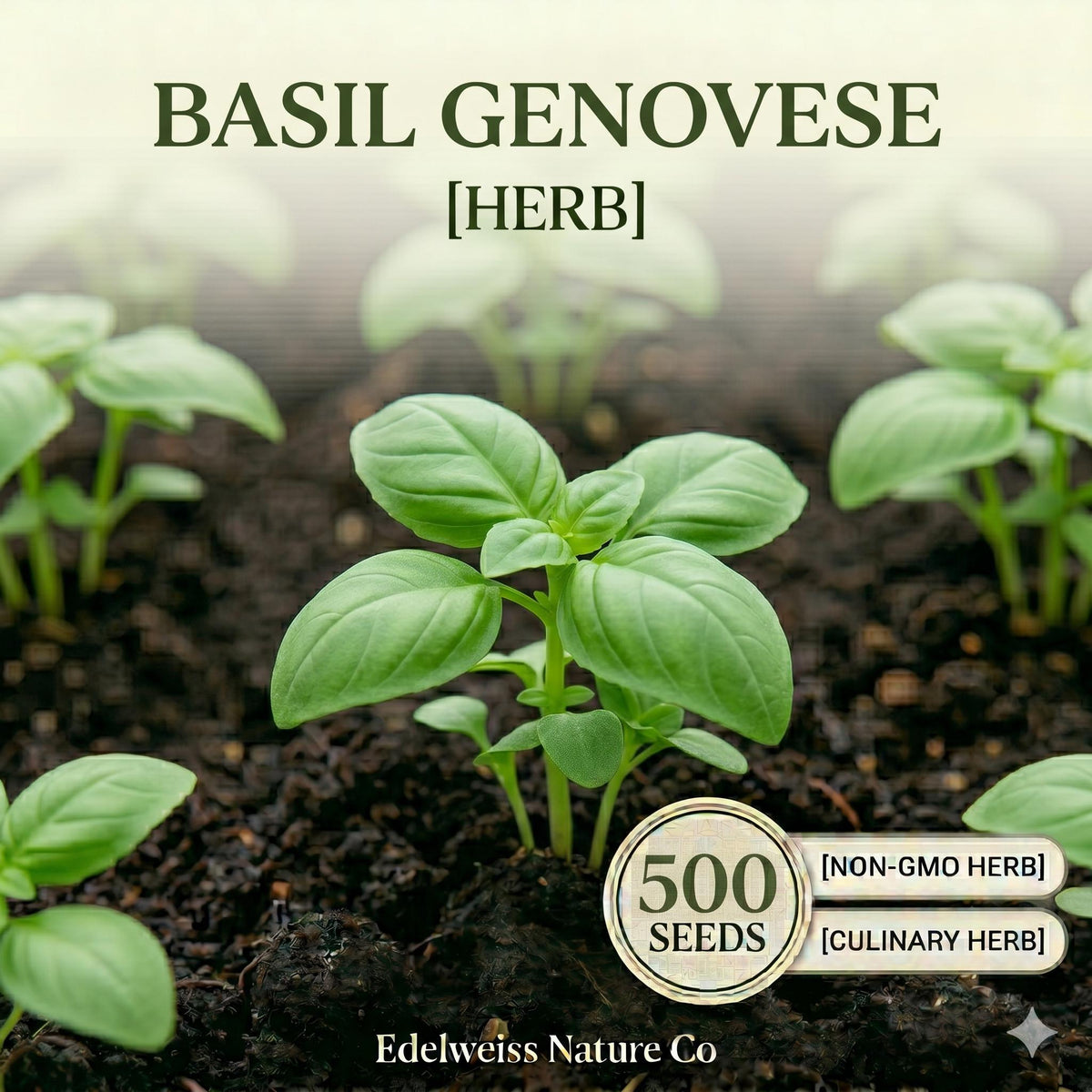 Genovese Basil Seeds - 500 Heirloom Italian Herb Seeds for Planting