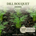 Bouquet Dill Seeds - Heirloom Herb for Pickling & Garden (500 Seeds)