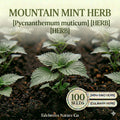 Mountain Mint Seeds – 100 Heirloom Perennial Herb Seeds for Tea & Pollinators