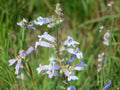 100 Seeds Slender Beardtongue Penstemon gracilis Wildflower Pollinator Cottage Garden