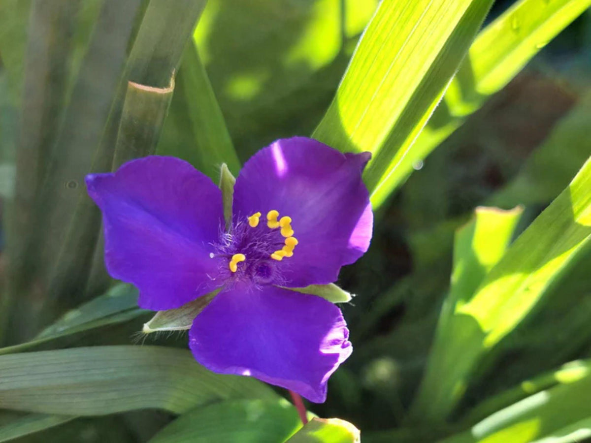 25 Seeds Prairie Spiderwort Tradescantia bracteata Wildflower Pollinator Cottage Garden