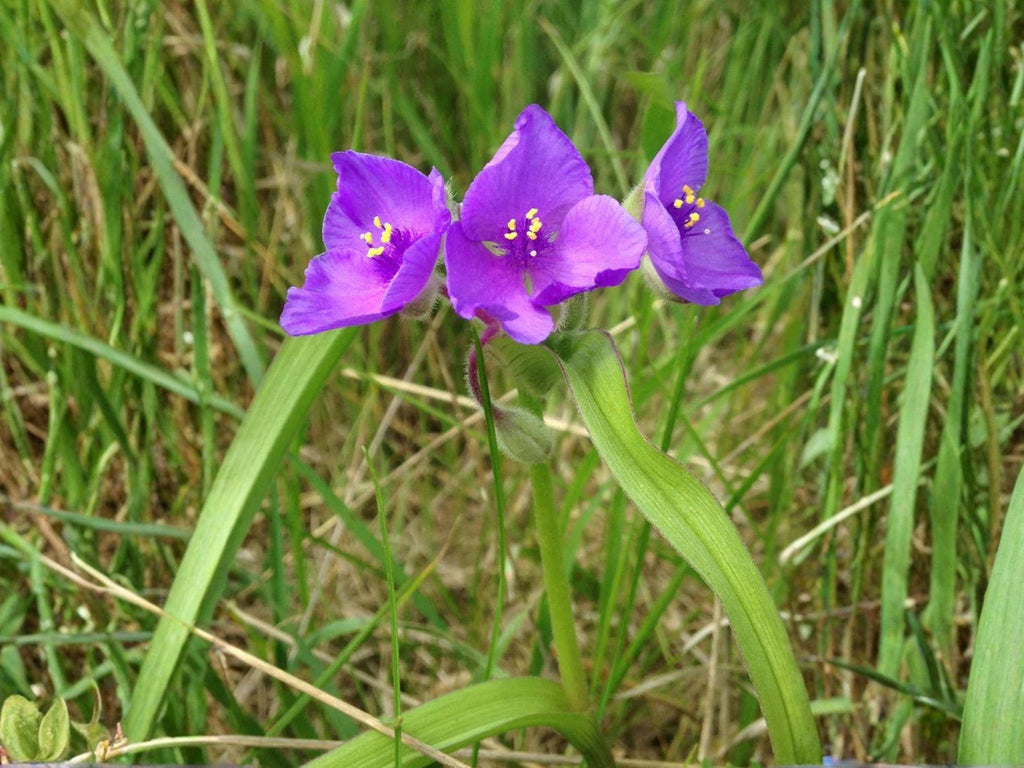 25 Seeds Prairie Spiderwort Tradescantia bracteata Wildflower Pollinator Cottage Garden