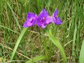 25 Seeds Prairie Spiderwort Tradescantia bracteata Wildflower Pollinator Cottage Garden