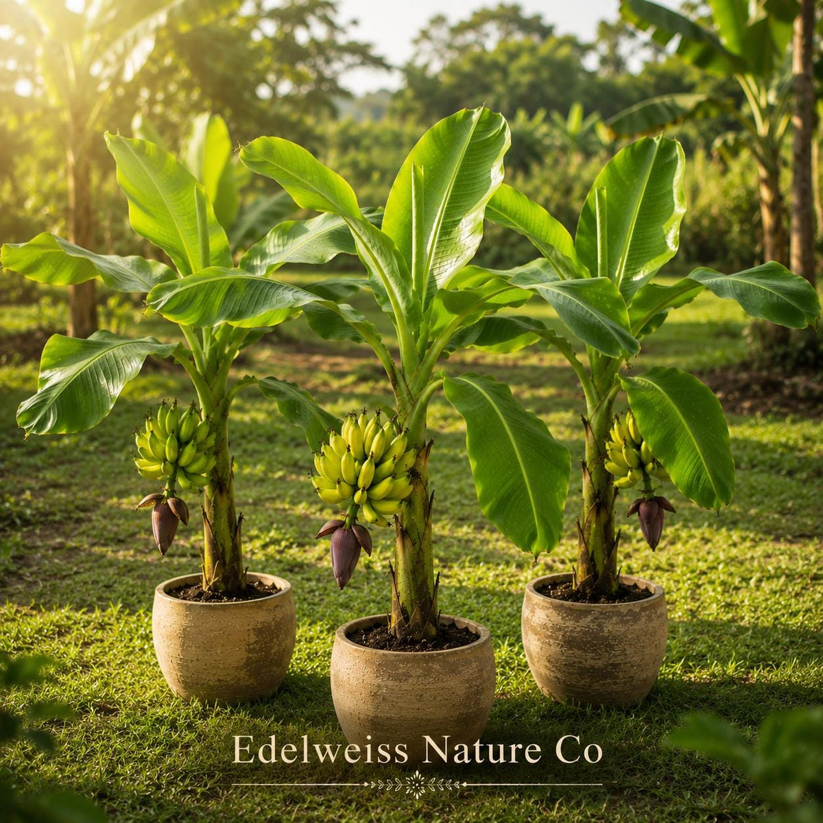 3 Lakatan Banana Starter Plants | Musa acuminata Live Tropical Edible Fruit Trees