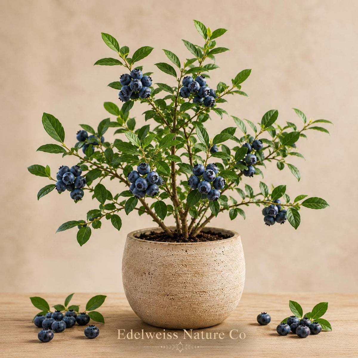 Rebel Blueberry Starter Plant | Vaccinium corymbosum Live Berry Bush for Edible Garden