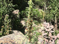 100 Giant Lousewort Seeds Pedicularis procera Native Wildflower Pollinator Cottage Garden