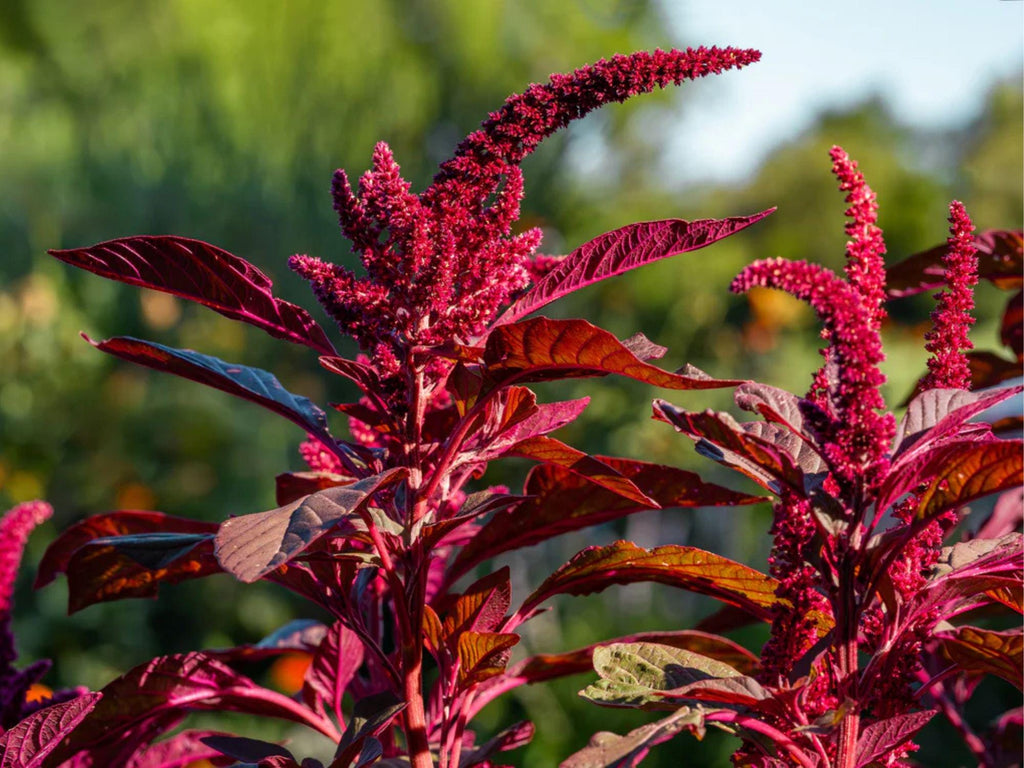 100 Red Garnet Amaranth Seeds Amaranthus tricolor Ornamental Flower