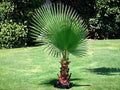5 Seeds California Fan Palm Washingtonia filifera Hardy Evergreen Ornamental Tree