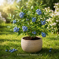 Snowchaser Blueberry Starter Plant | Vaccinium corymbosum Live Berry Bush
