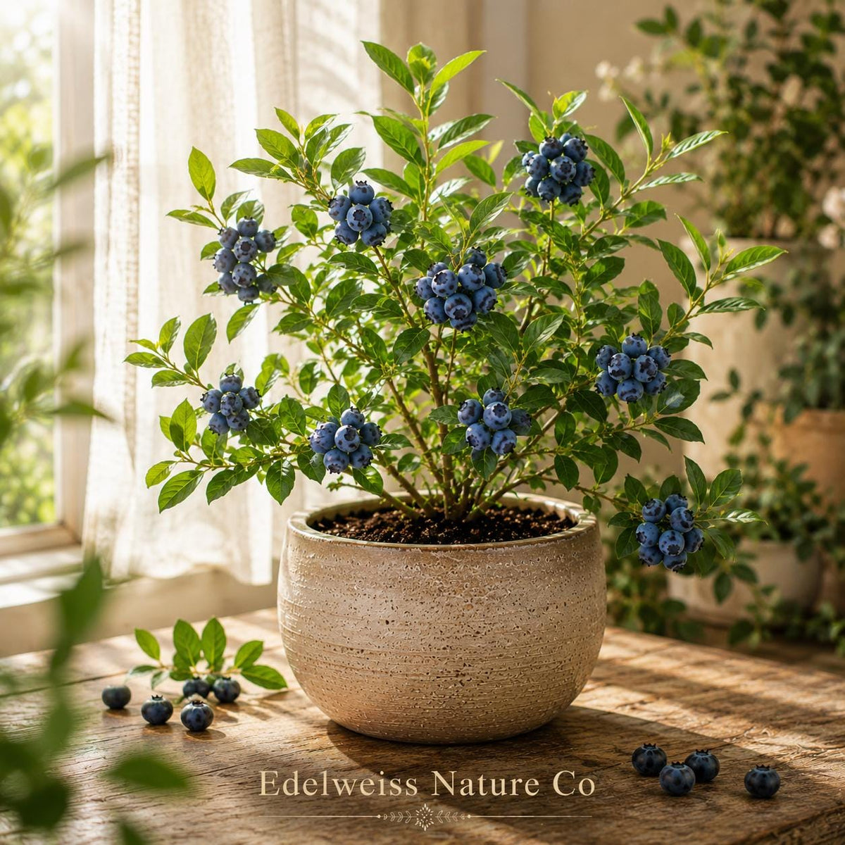Sunshine Blue Blueberry Starter Plant | Vaccinium corymbosum Live Berry Bush