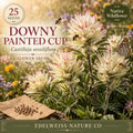 25 Downy Painted Cup Seeds - Castilleja sessiliflora Native Wildflower for Pollinator & Hummingbird Gardens