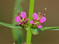 1000 Seeds Scarlet Toothcup Ammannia coccinea Wetland Wildflower Rain Garden