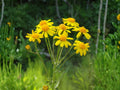 75 Seeds Golden Ragwort Packera aurea Native Groundcover Wildflower Shade Garden