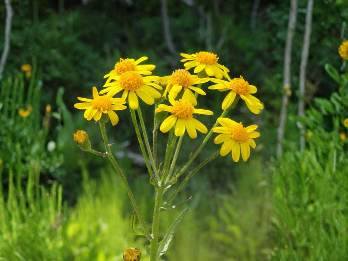 75 Seeds Golden Ragwort Packera aurea Native Groundcover Wildflower Shade Garden