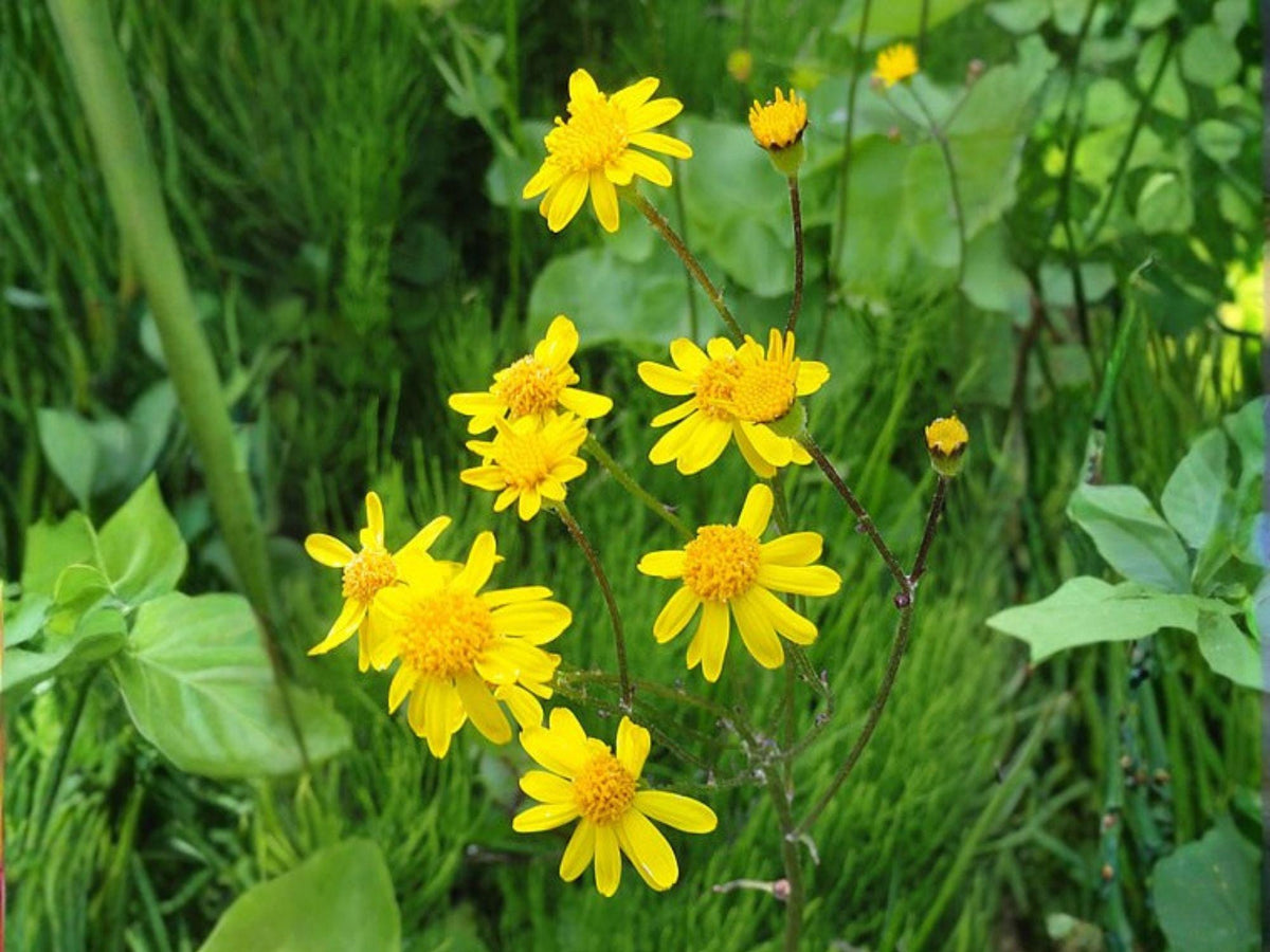 75 Seeds Golden Ragwort Packera aurea Native Groundcover Wildflower Shade Garden