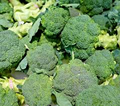 2000 Bulk Broccoli Seeds - Microgreens, Sprouting, or Planting (Brassica oleracea) - Fresh & Nutritious Vegetable Seeds for Healthy Growth
