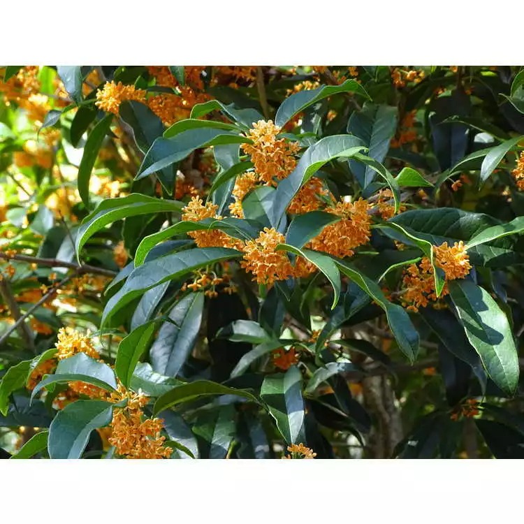 Osmanthus fragrans Apricot Echo Starter Plant Fragrant Tea Olive Rooted Shrub