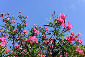 SUPER RARE Oleander 'Nerium' – 5 Fresh Cuttings for Rooting or Grafting | Fragrant Flowering Shrub