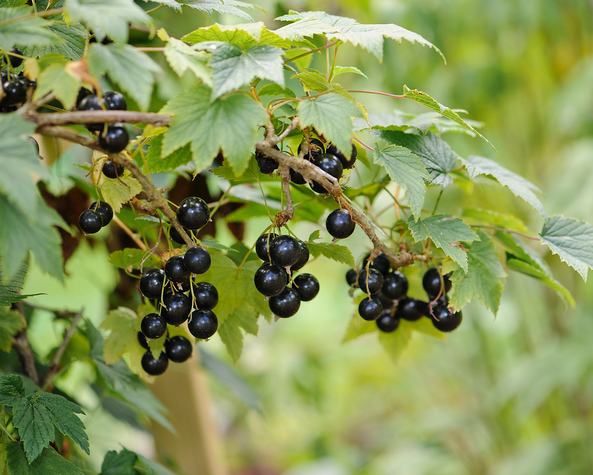 Black Currant Cuttings - 12 Live 10" Stems, Ribes nigrum, Fruit Bush Propagation