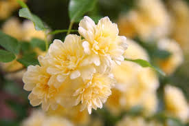 Lady Banks Rose Cuttings - 4 Count - Thornless - Rosa banksiae - Yellow Blooms
