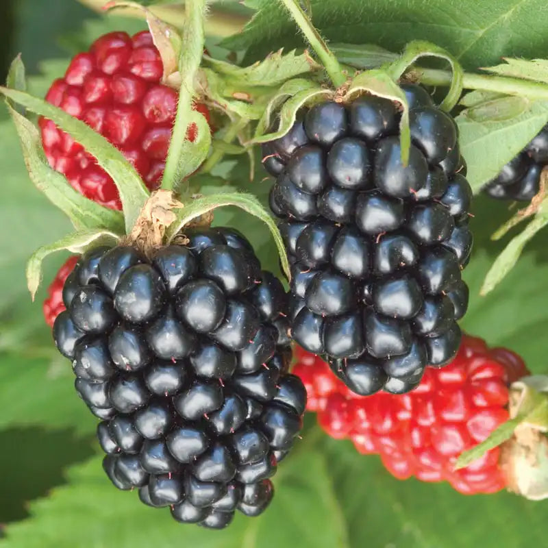 1 Apache Thornless Blackberry Plant - Rubus | Bare Root Fruit Bush | High-Yield Perennial Berry Plant for Home Gardens