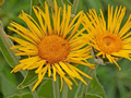 Inula magnifica Seeds (20) | Giant Elecampane Fleabane | Dramatic Garden Perennial | Alaska Grown