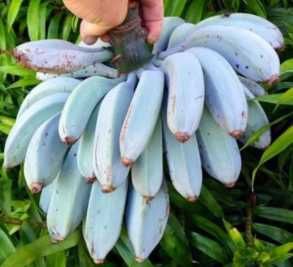 1 Musa Ice Cream (Blue Java) Banana Tree - Small Live Rooted Starter Plant, Tropical Blue Bananas, Unique Fruit, Home Garden or Containers