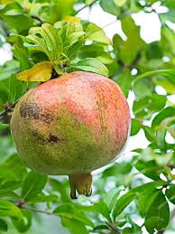 10 Rare Organic White Pomegranate Unrooted Cuttings 8-10" - Punica Granatum - Unique Fruit Tree for Propagation & Garden