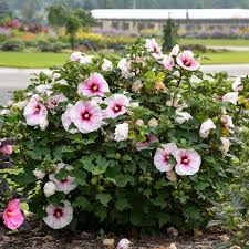 3 Live Hibiscus Angel Eyes Cuttings – Beautiful Flowering Plant for Propagation, Hardy Hibiscus (Hibiscus rosa-sinensis)