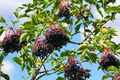 1 Bare Root American Elderberry Tree, Sambucus canadensis, Fully Rooted Live Plant, Edible Berries