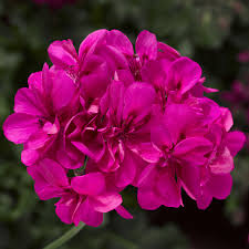Hot Pink Ivy Geranium Cuttings - 5 Count - Pelargonium peltatum - Flowering Plant