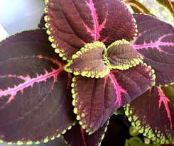 1 Red Giant Kong Coleus Rooted Cuttings - Live Flower, Coleus x hybridus, Colorful Foliage, Indoor/Outdoor Plant