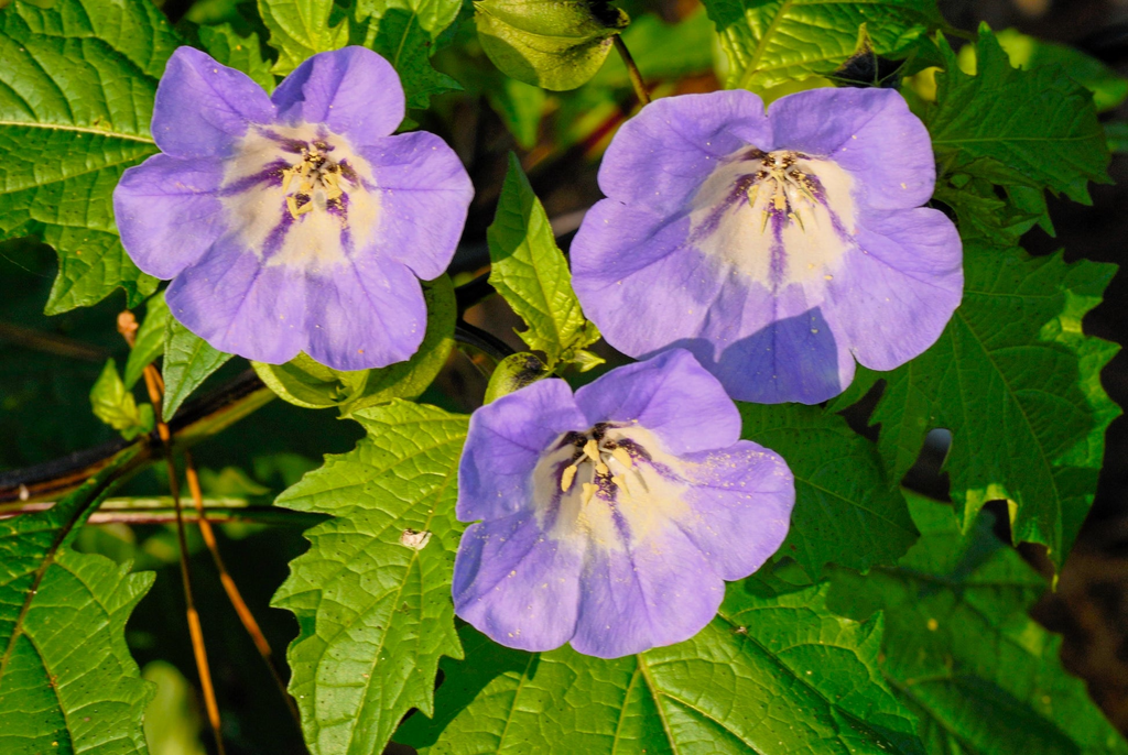 Nicandra physalodes Seeds - 100 Count - Apple of Peru - Annual Flower - Alaska Grown